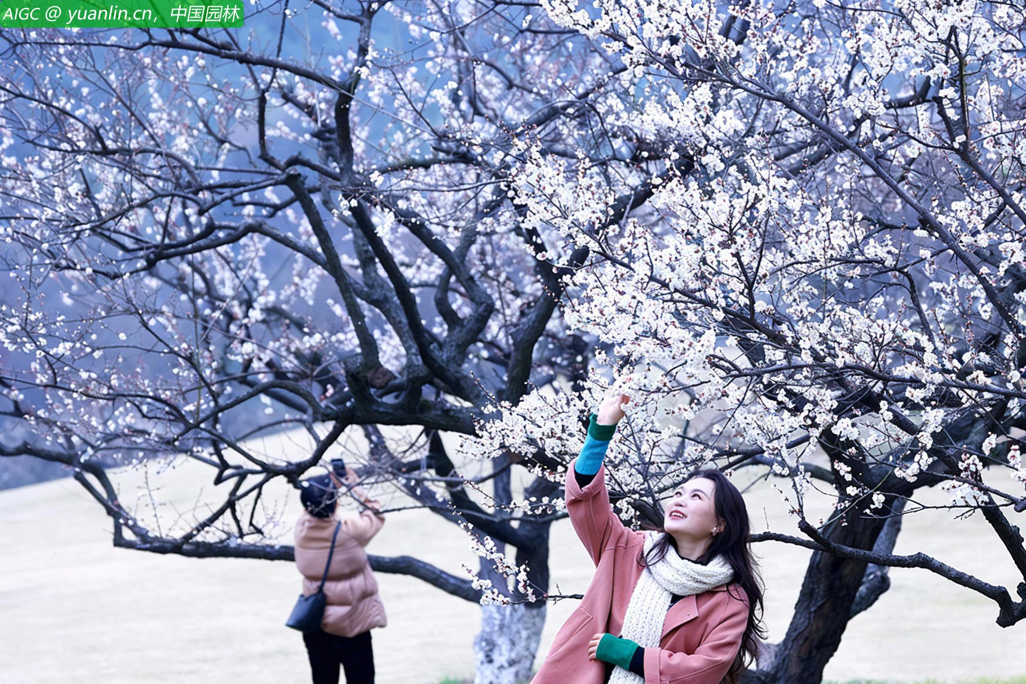 浙江杭州超山风景区漫山遍野的梅花：如雪如霞，姿态万千